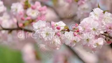 春季系列花卉：微风<strong>吹拂</strong>樱花树枝上小簇樱花近景