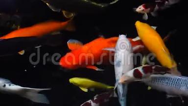 在清澈的淡水中浸泡特殊美丽的颜色锦鲤鱼