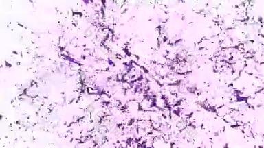 溅紫色漆.. 爆炸流体-液体在缓慢运动中爆炸。 阿尔法通道面罩包括全高清3D