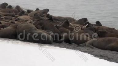 在斯瓦尔巴的<strong>北冰洋</strong>雪岸上，一群海象在近水边放松。