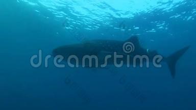 蓝水中的鲸鲨
