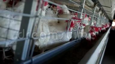 家禽养殖场，饲养鸡和蛋，鸡啄饲料，特写，工厂母鸡，养殖