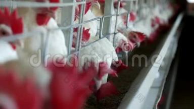 家禽养殖场，用于饲养鸡和蛋，鸡啄食，特写，工厂母鸡