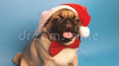 像圣诞老人一样戴帽子的<strong>可爱小</strong>狗。 在蓝色背景上隔离的插头。 圣诞快乐新年理念