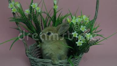 可爱的兔子坐在篮子里