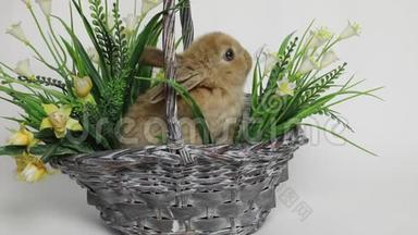 可爱的<strong>兔子</strong>坐在篮子里