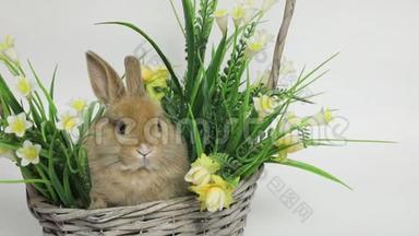 可爱的兔子坐在篮子里