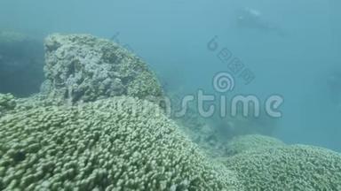 研究人员在水下寻找珊瑚礁