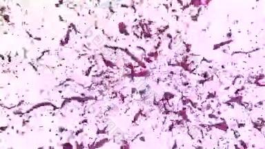 溅紫色漆.. 爆炸流体-液体在缓慢运动中爆炸。 阿尔法通道面罩包括全高清3D