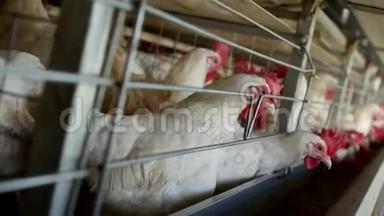 家禽养殖场，饲养鸡和蛋，鸡啄饲料，特写，工厂母鸡，农场