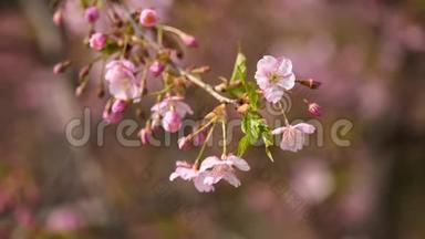春季系列花卉：樱桃小花簇簇，微风吹拂，近景，4K电影