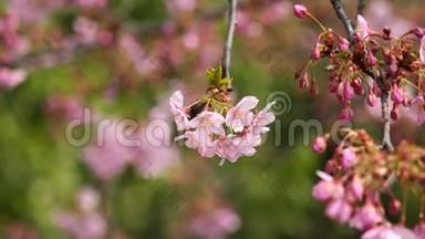 春季系列花卉：樱桃小花簇簇，微风吹拂，近景，4K电影