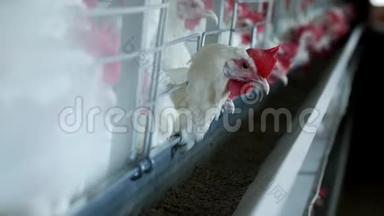 家禽养殖场，饲养鸡和蛋，鸡啄饲料，特写，工厂母鸡，养鸡场
