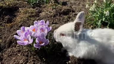 草地上的兔子，小白兔