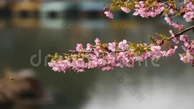春季系列花卉：樱桃小花簇簇，微风吹拂，近景，4K电影