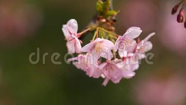 春季系列花卉：樱桃小花簇簇，微风吹拂，近景，4K<strong>电影</strong>
