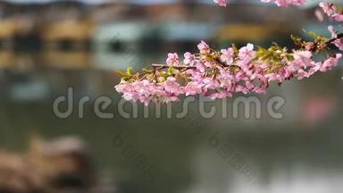 春季系列花卉：樱桃小花簇簇，微风<strong>吹拂</strong>，近景，4K电影