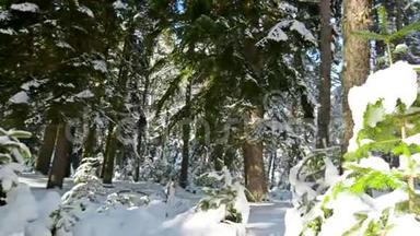 <strong>奇妙</strong>的冬天森林覆盖着雪