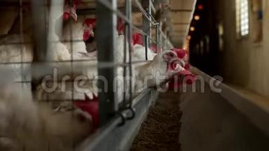家禽<strong>养殖场</strong>，饲养鸡和蛋，鸡啄饲料，特写，牧场