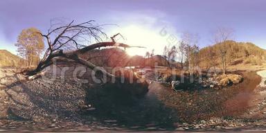 360VR虚拟现实的一片野山，松林和<strong>河流</strong>流淌.. 国家公园，<strong>草地</strong>和阳光。