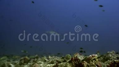 珊瑚礁<strong>鲨鱼</strong>水下的背景惊人的珊瑚在<strong>海底</strong>马尔代夫。