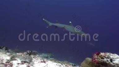 珊瑚礁鲨鱼水下的背景惊人的珊瑚在海底马尔代夫。