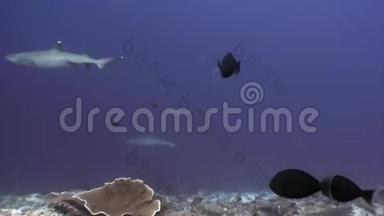 珊瑚礁鲨鱼水下的背景惊人的珊瑚在海底马尔代夫。