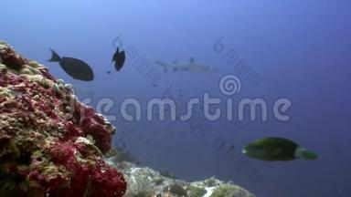 珊瑚礁<strong>鲨鱼</strong>水下的背景惊人的珊瑚在<strong>海底</strong>马尔代夫。