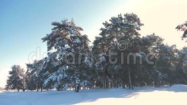 冬松林中雪的阳光运动.. 冰冻的生活方式霜冻圣诞新年树。 新概念