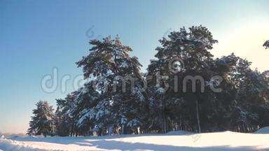 <strong>冬松</strong>日林中雪的阳光运动.. 冻霜圣诞新年树。 新概念<strong>冬</strong>季
