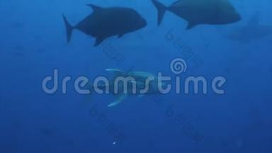 加拉帕戈斯群岛上蓝色海水背景上的鱼群。