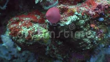 菲律宾野生动物海洋中的红色珊瑚。