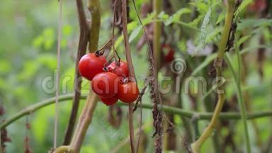越南拉姆省大拉特市育婴园番茄