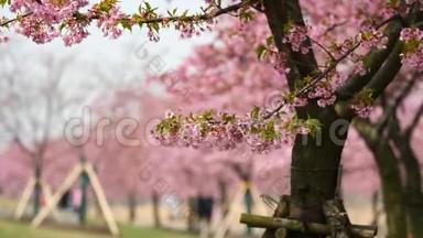 春天的花朵系列：樱花在微风中的樱花树枝上小簇绽放，近景，4K电影