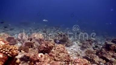 马尔代夫<strong>海底</strong>惊人<strong>海底的</strong>鱼学。