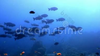 马尔代夫海底惊人海底的鱼学。