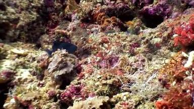 马尔代夫海底惊人海底的水下居民。