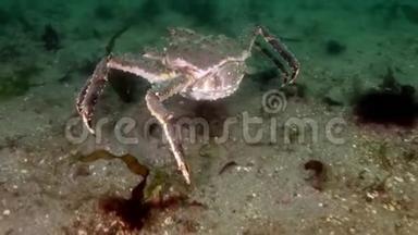 巨大的<strong>帝王</strong>蟹在巴伦支海寻找食物。