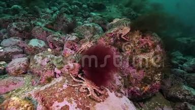 巴伦支海海底的<strong>帝王</strong>蟹。