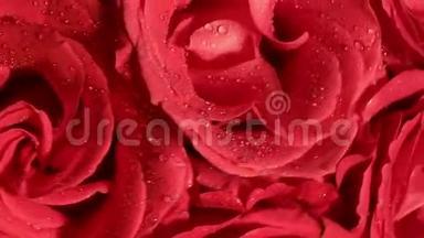 美丽的<strong>红玫瑰</strong>花束与旋转