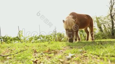棕色小马在草地上吃草，小马吃草，特写，棕色小马