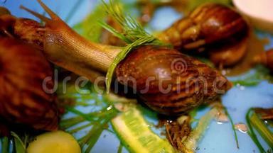许多蜗牛爬行和吃植物。 宏观