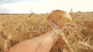 人类在麦田里拿着面包。慢生活方式运动视频。 小麦领域的成功农学家。 收获时间