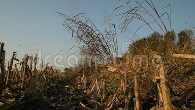 洛梅利纳乡村日落时的玉米地