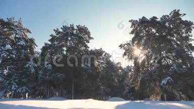冬松日林中雪的阳光运动.. 冻霜圣诞新年树。 新概念冬季