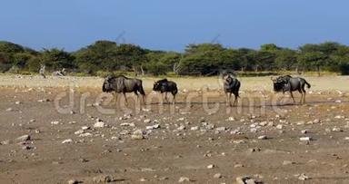 纳米比亚<strong>野生动物野生动物野生动物</strong>狩猎