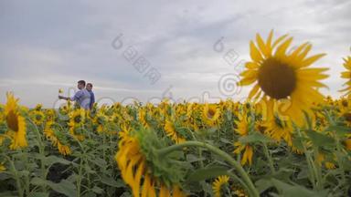 两名农民男子在田间慢动作视频中探索步行检查向日葵作物。 麦田夏田