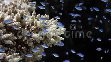 阿卡波拉珊瑚礁健康状况良好，水下有数百万条幼鱼