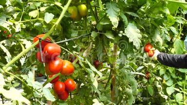 越南拉姆省唐杜贡区育婴园番茄