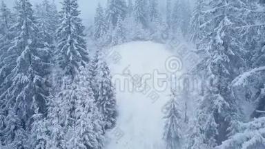 在雪山针叶林中飞过暴风雪，不舒服的冬天天气。